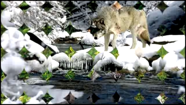 Музыкальный видеоклип Одинокая волчица. Белый Орёл. 