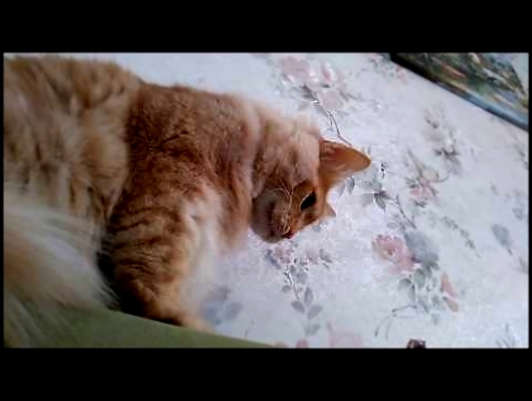 Еще одно видео про котика 