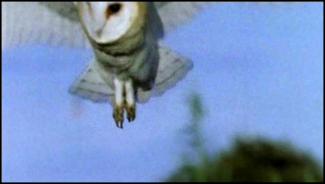 Музыкальный видеоклип BBC: Жизнь птиц: Искусство летать / 2 серия 