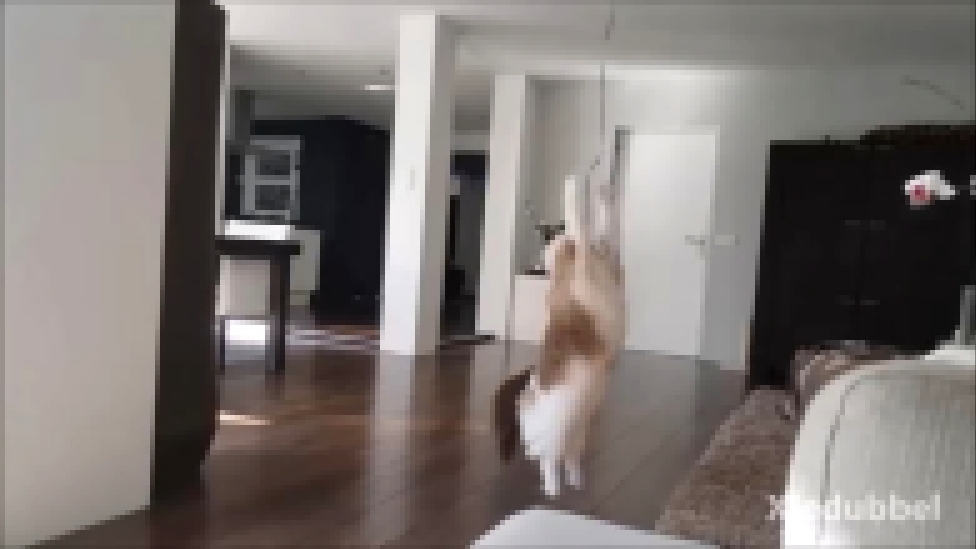 Кот играет в шариком 