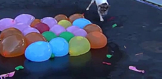 Пёс лопает шарики с водой 