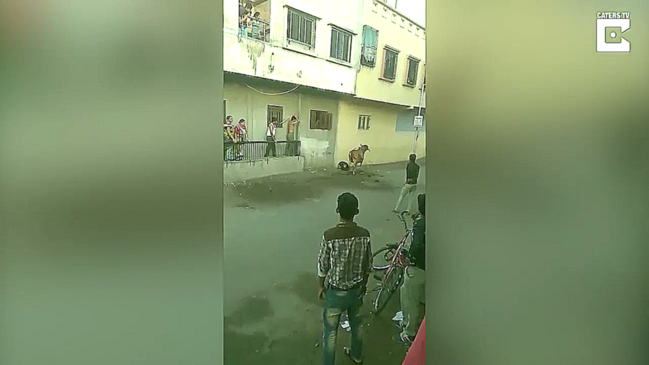 Музыкальный видеоклип Корова напала на человека 