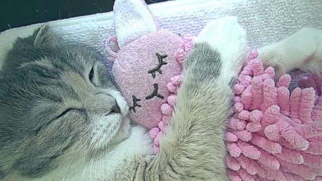 Музыкальный видеоклип Кот спит с любимой игрушкой 