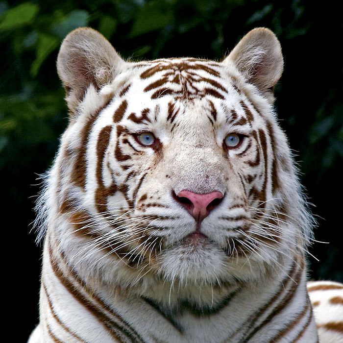 Мой братан тигр (zaycev.net) фото 2