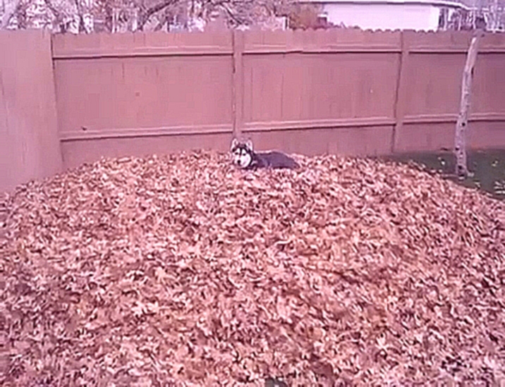 Музыкальный видеоклип Хаски бесится в осенних листьях 