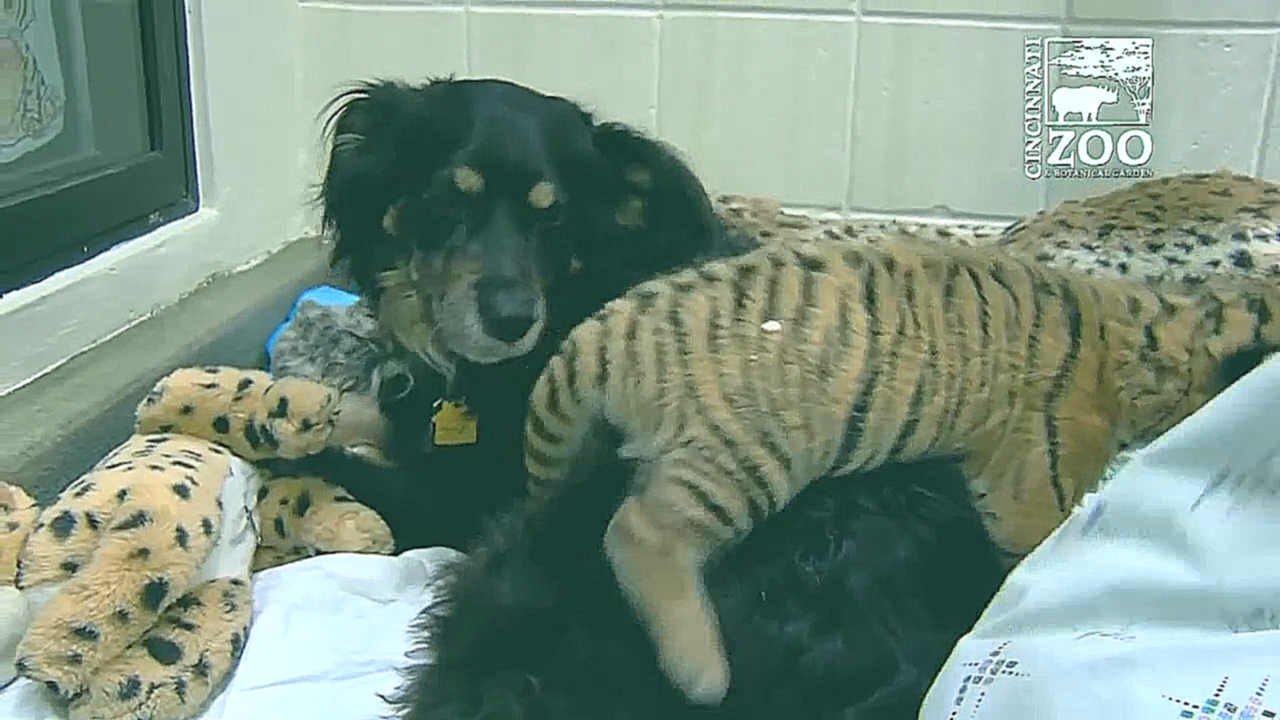 Собака усыновила тигрят 