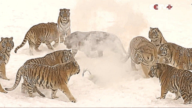 Музыкальный видеоклип Толстые амурские тигры устроили охоту на дроны 