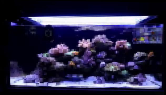Музыкальный видеоклип Робот который очищает аквариум и следит за рыбками 