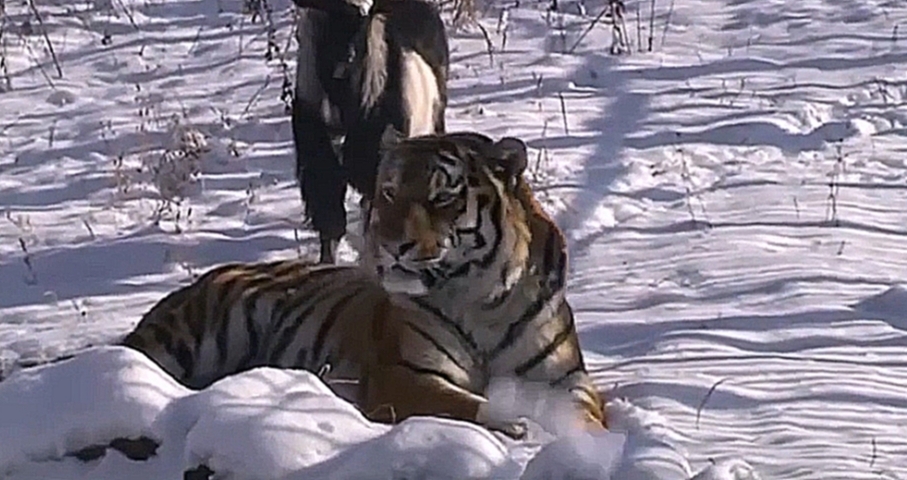 Музыкальный видеоклип Козлик Тимур и тигр Амур. Тимур объявил голодовку! 