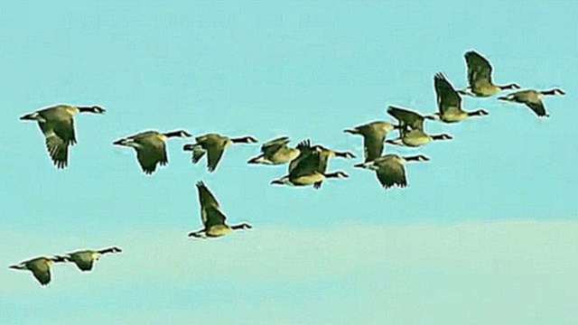 Музыкальный видеоклип Летят перелетные птицы 