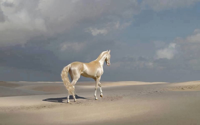 Конь буланый фото Кабриолет (