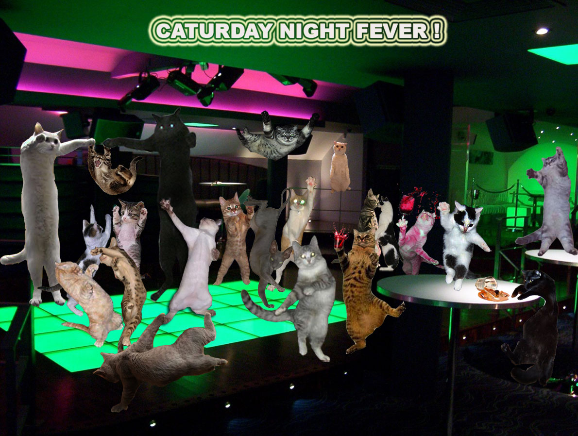 Cat casino play cat club org ru. Вечеринка котов. Коты на дискотеке. Кот на вечеринке. Тусовка кошек.