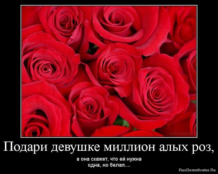 Песня я подарю тебе алые. Дарите девушкам цветы статусы. Статусы про розы. Статусы про красную розу. Фразы про красные розы.