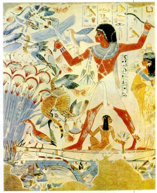 дика намимер (ковер фараон) фото сушасролой